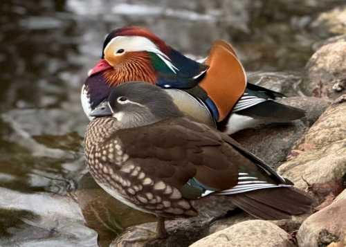  Сегодня, 3 декабря, с 14:00 до 15:00 мы приглашаем вас в Ландшафтный заказник Лианозовский на захватывающий и совершенно бесплатный квест!