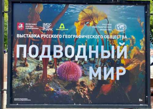 В Лианозовском парке в зоне аттракционов открылась новая уникальная фотовыставка от Русского географического общества "Подводный мир"