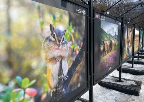 В Лианозовском парке открылась новая фотовыставка от Русского географического общества «Эти забавные животные».