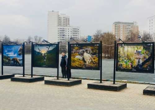 В парке "Ангарские пруды" открылась фотовыставка от Русского географического общества "Эти забавные животные".