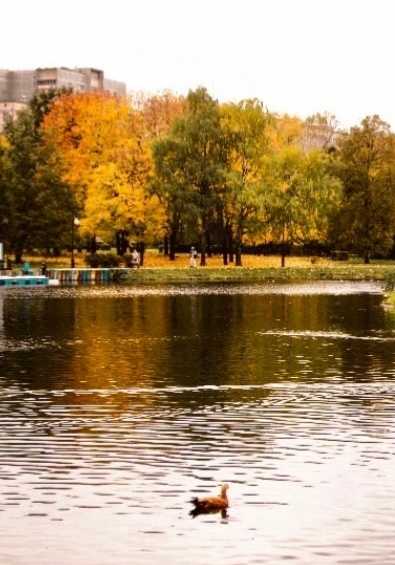 Бесплатная экскурсия состоится для детей в парке "Ангарские пруды" 4 ноября с 12.00 до 13.00.