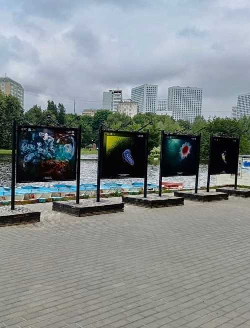 В парке "Ангарские пруды" открылась уникальная фотовыставка от Русского географического общества "Подводный мир".